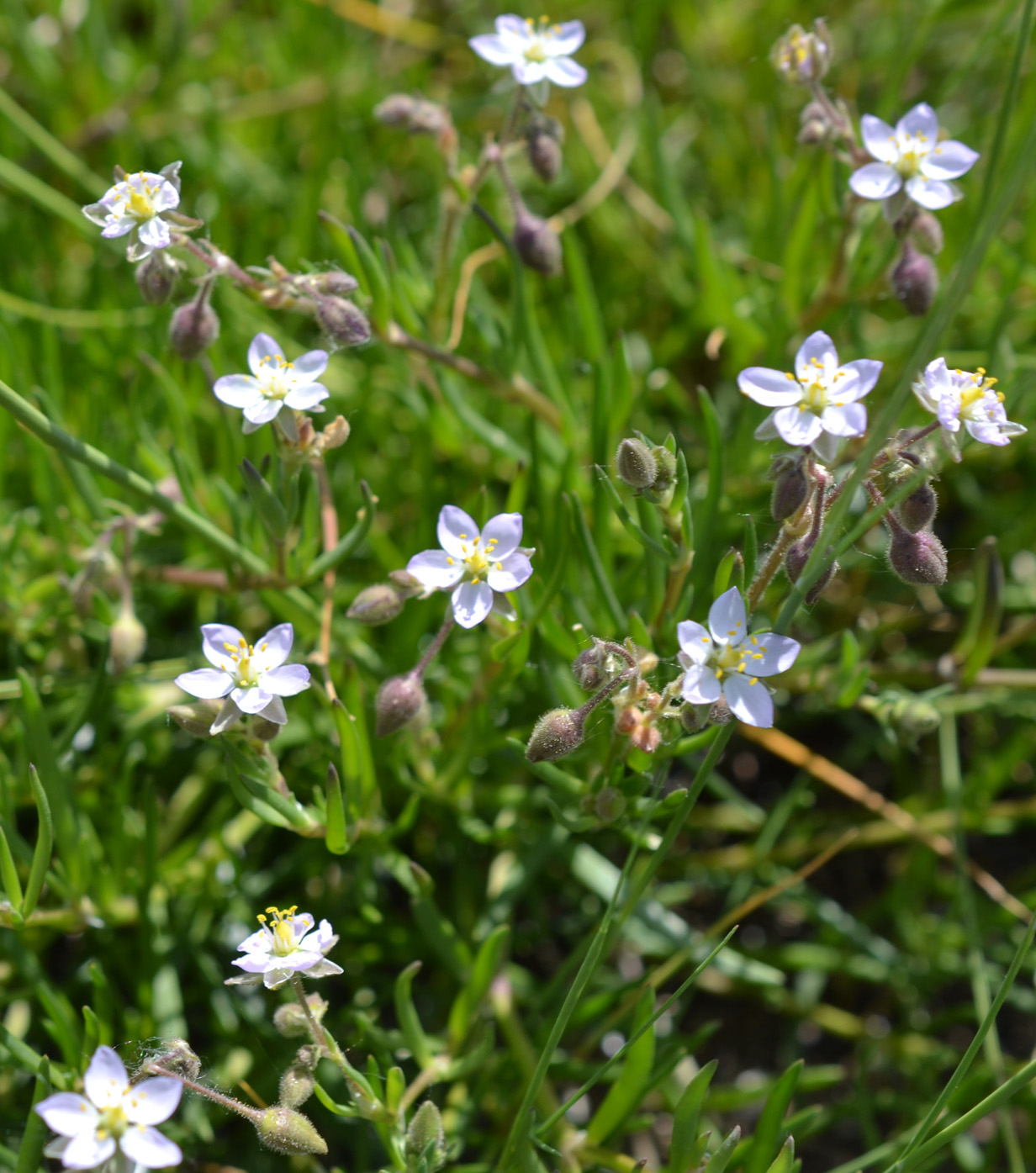 Image of genus Spergularia specimen.