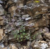 Saponaria glutinosa