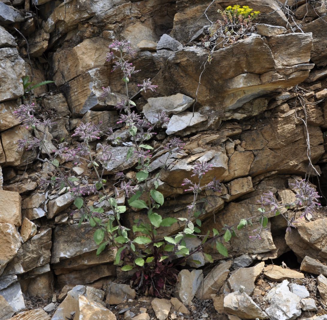 Image of Saponaria glutinosa specimen.