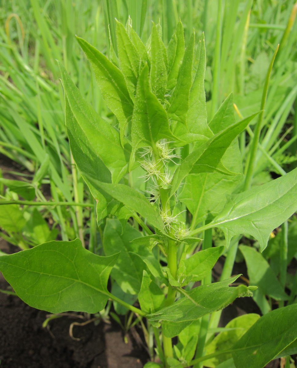 Изображение особи Spinacia oleracea.