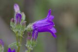 Campanula sibirica