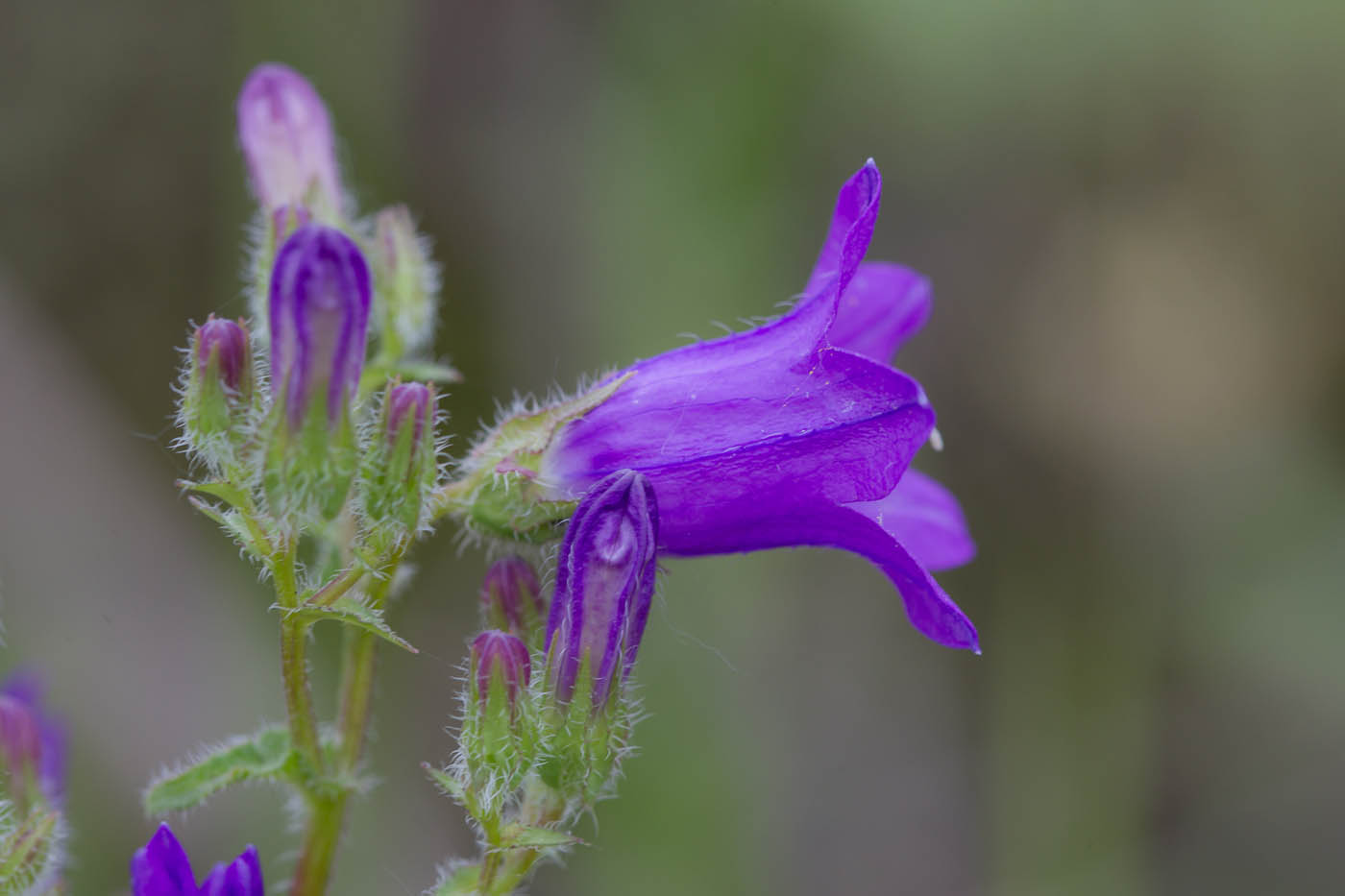 Image of Campanula sibirica specimen.