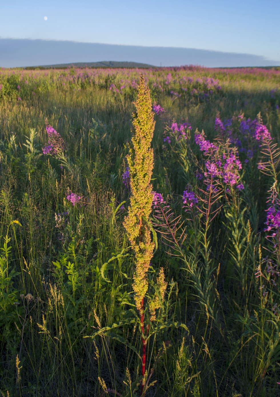 Image of Rumex pseudonatronatus specimen.