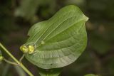 Cornus mas