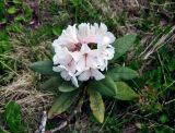 Rhododendron caucasicum. Верхушка побега с соцветием. Абхазия, Рицинский реликтовый национальный парк, гора Ацытаку, ≈ 2200 м н.у.м., субальпийский луг. 11.07.2017.