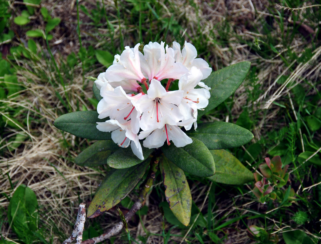 Изображение особи Rhododendron caucasicum.