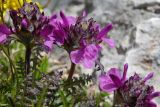 Pedicularis caucasica