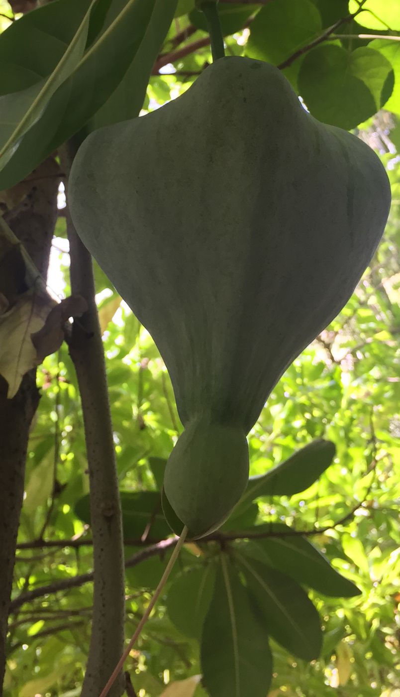 Image of Barringtonia asiatica specimen.