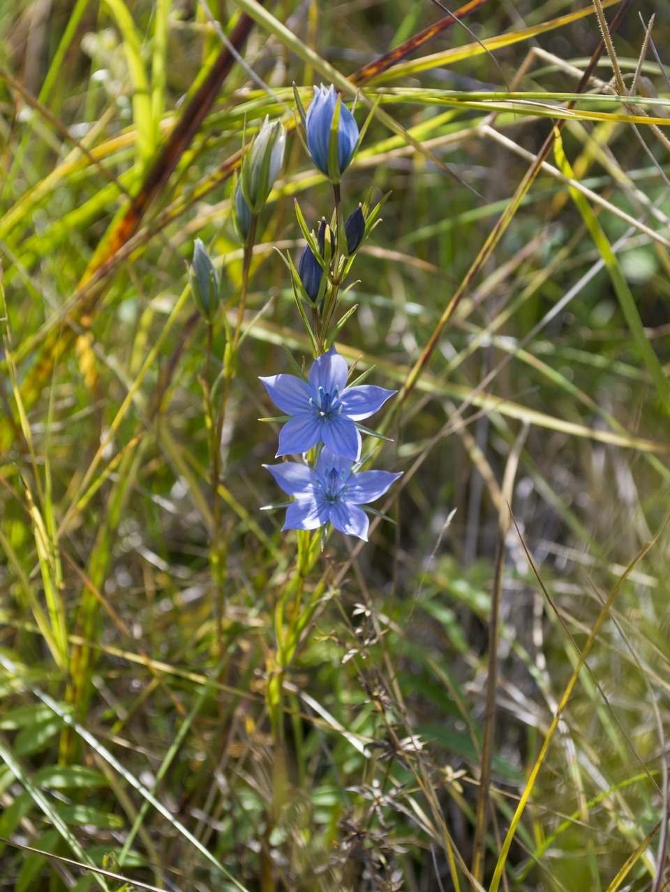 Image of Lomatogonium rotatum specimen.