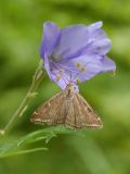 Polemonium caeruleum