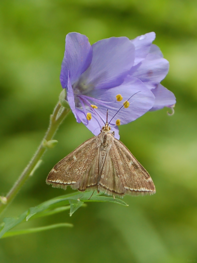 Image of Polemonium caeruleum specimen.