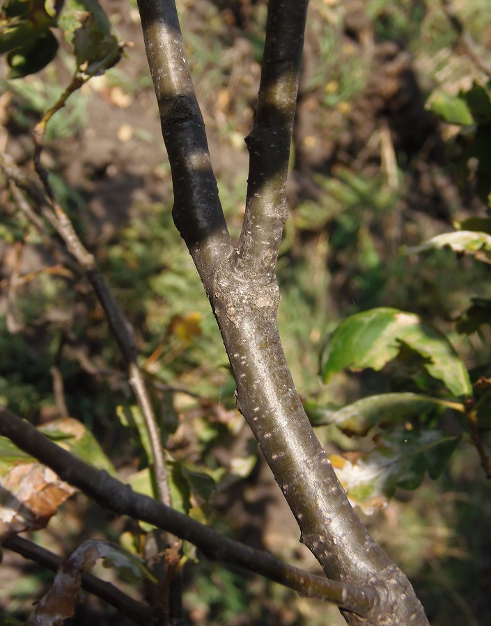 Image of genus Quercus specimen.