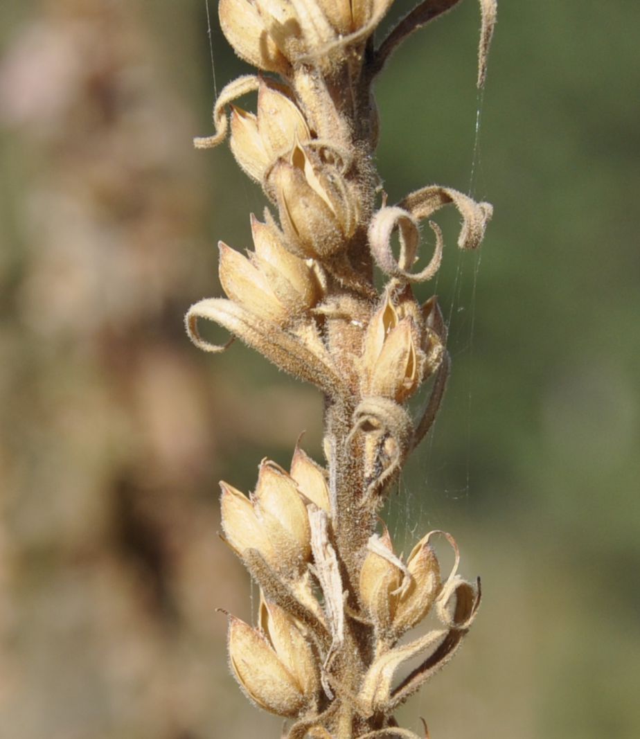 Image of Digitalis viridiflora specimen.