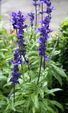 Salvia farinacea