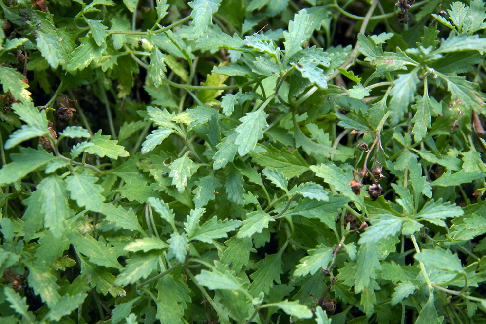 Изображение особи Scrophularia rupestris.