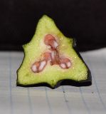 Image of taxon representative. Author is Татьяна Мальчинская