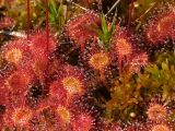 Drosera rotundifolia