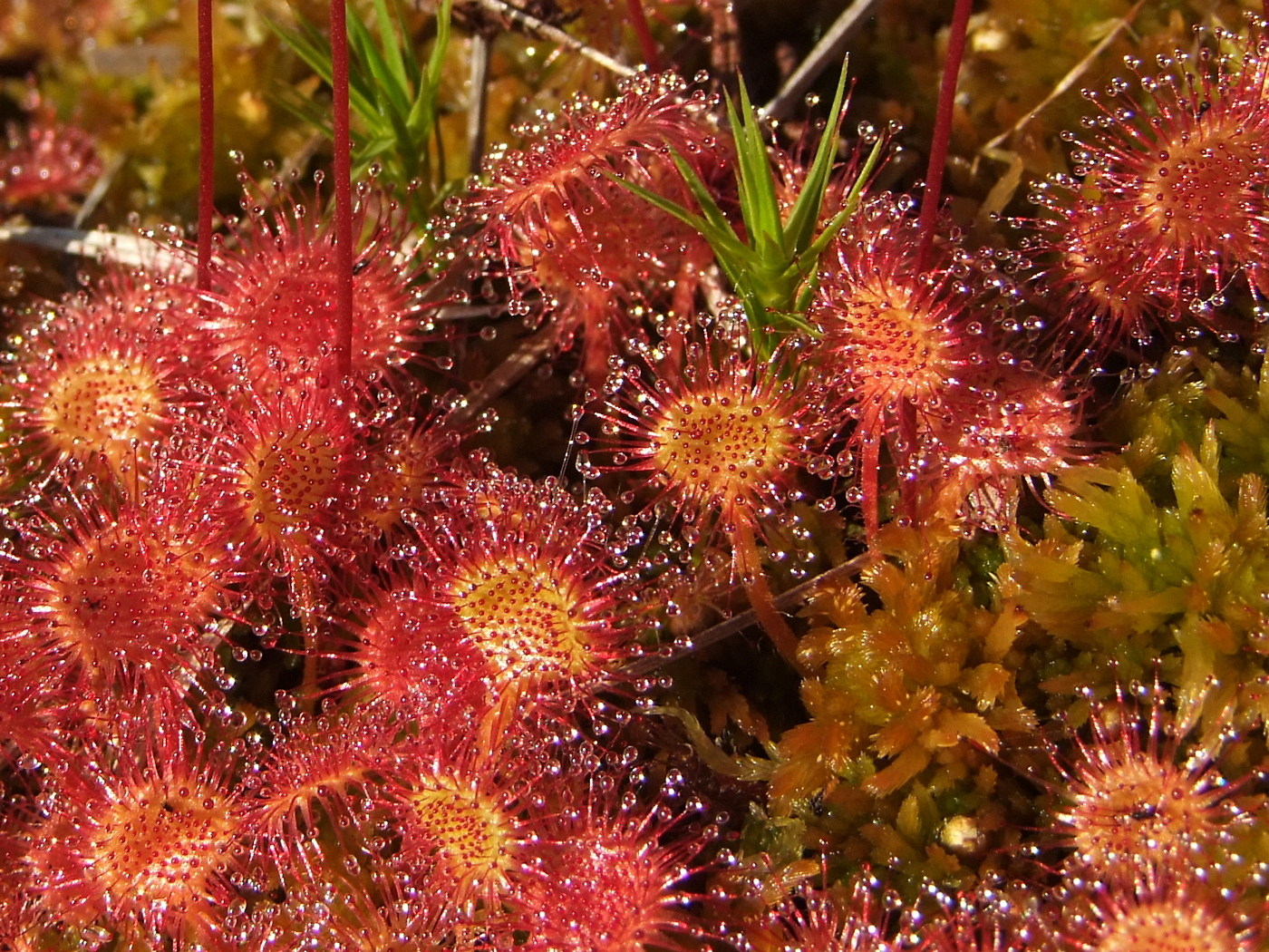 Image of Drosera rotundifolia specimen.