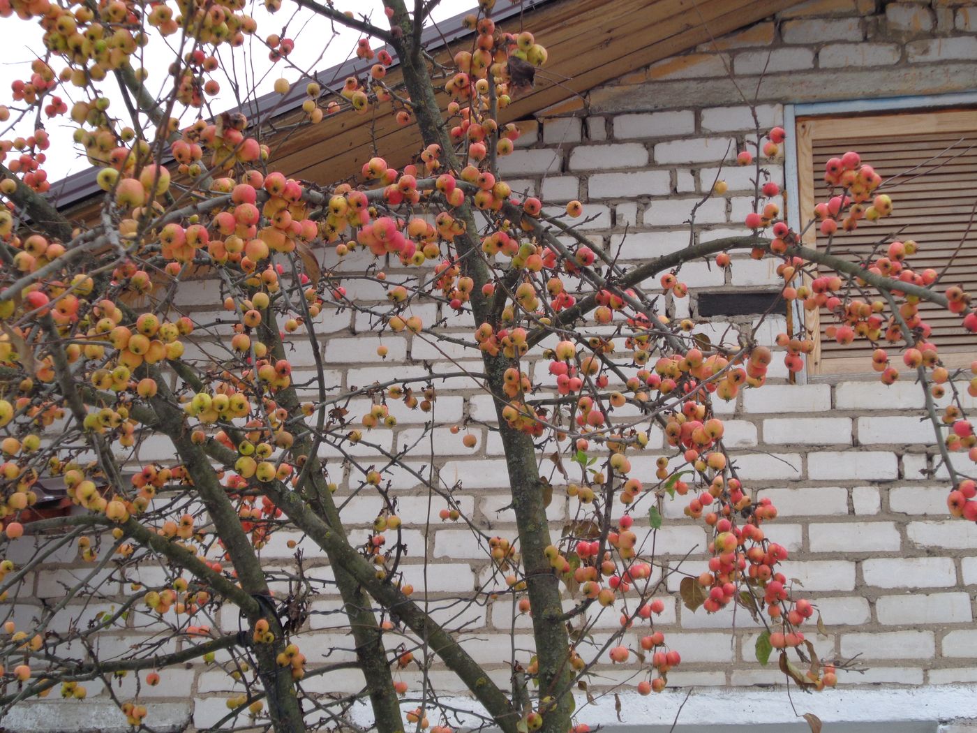 Изображение особи Malus prunifolia.