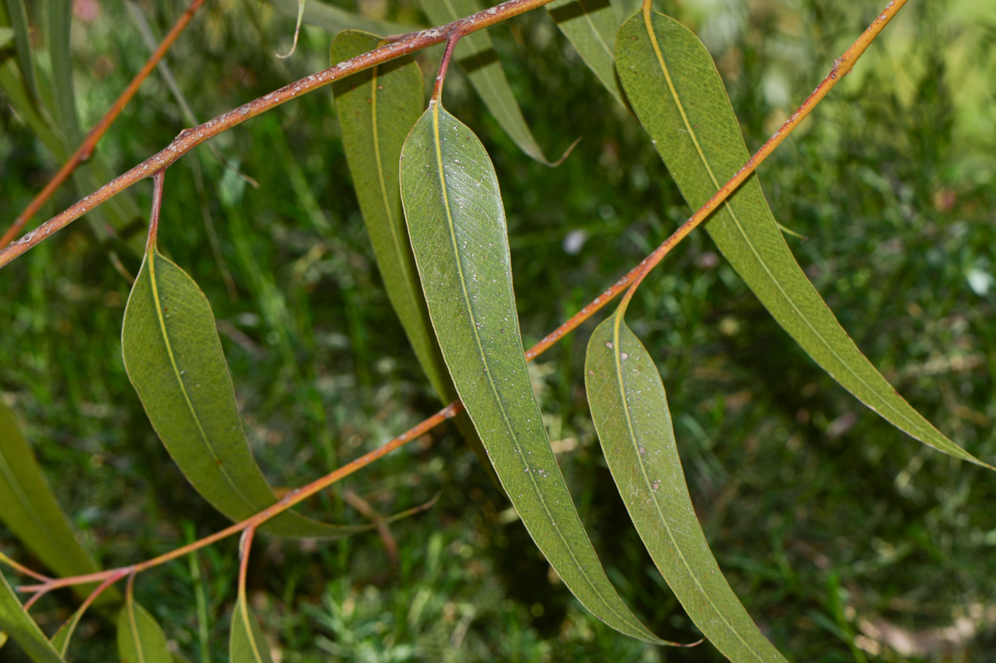 Изображение особи Eucalyptus erythrocorys.