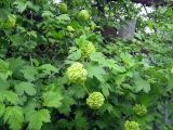 Viburnum opulus