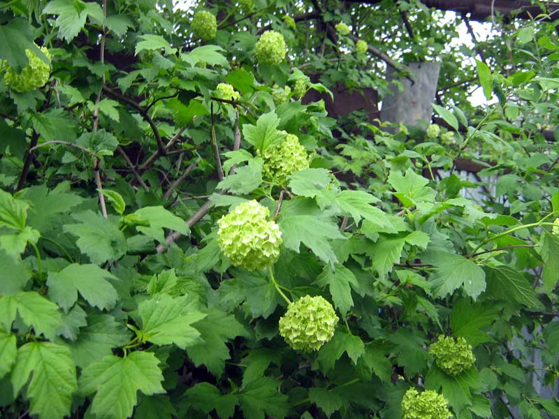 Изображение особи Viburnum opulus.