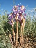 Orobanche amoena. Цветущее растение. Казахстан, Южное Прибалхашье, южная кромка пустыни Таукум. 25 мая 2017 г.