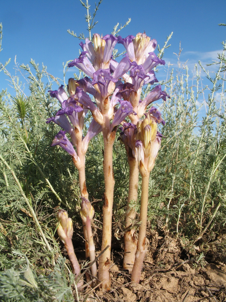 Image of Orobanche amoena specimen.