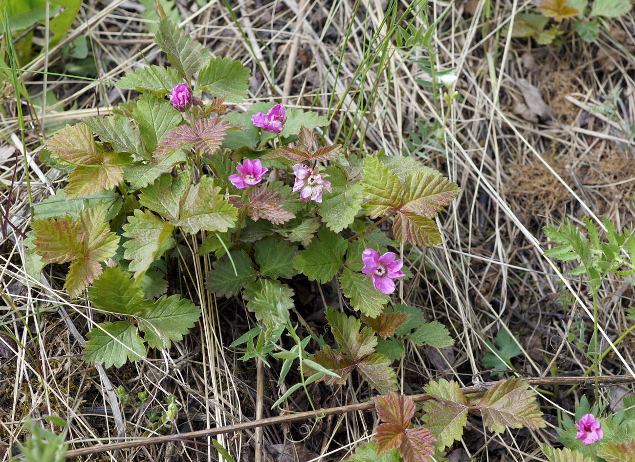 Image of Rubus arcticus specimen.