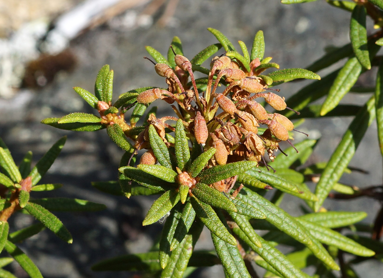 Image of Ledum decumbens specimen.