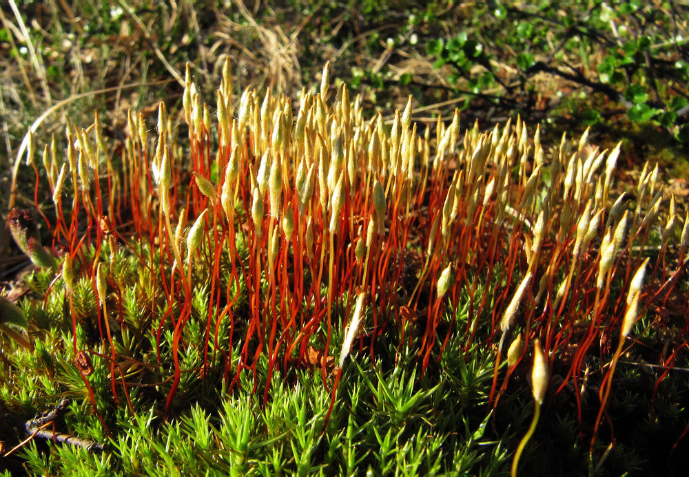 Image of Polytrichum juniperinum specimen.