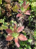 Oenothera pilosella