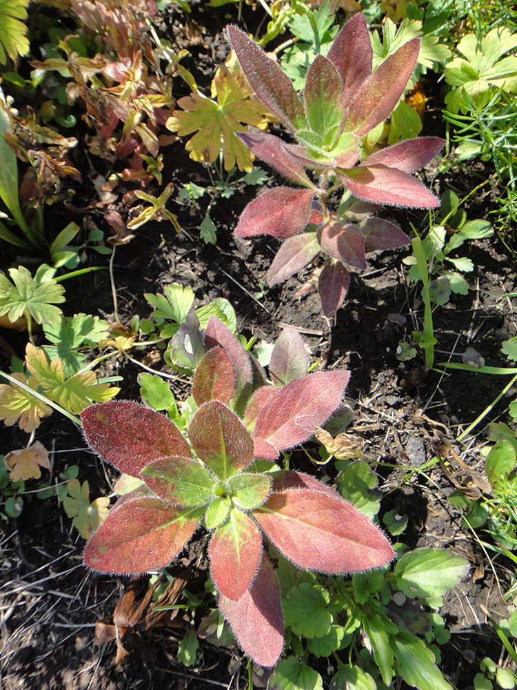 Изображение особи Oenothera pilosella.