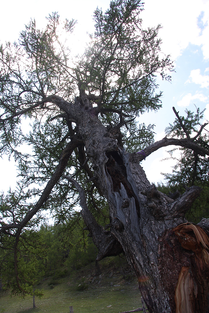 Image of Larix sibirica specimen.