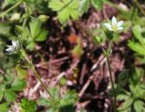 Arenaria uralensis. Верхушка цветущего растения. Средний Урал, Свердловская обл., городской округ Первоуральск, окр. с. Слобода, правый берег р. Чусовая, травянистая полка на вершине известняковых скал. 15.07.2017.