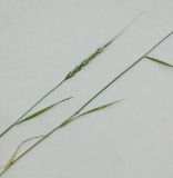 Aegilops cylindrica