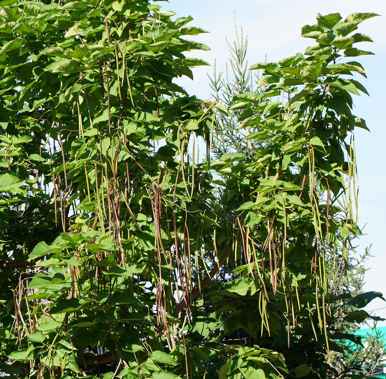 Изображение особи Catalpa bignonioides.