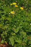 Doronicum macrophyllum. Цветущее растение. Абхазия, Рицинский реликтовый национальный парк, гора Агура, урочище Каменная Поляна, ≈ 2300 м н.у.м., субальпийский луг. 14.07.2017.