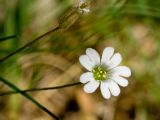 Cerastium scaposum. Цветок и завязавшийся плод. Греция, о-в Крит, ном Ханья (Νομός Χανίων), дим Платаньяс (Δήμος Πλατανιά), горный массив Лефка Ори (Λευκά Όρη), урочище Ксилоскало (Ξυλόσκαλο), ≈ 1200 м н.у.м., каменистый склон у автомобильной дороги. 28 июня 2017 г.