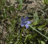 Campanula biebersteiniana