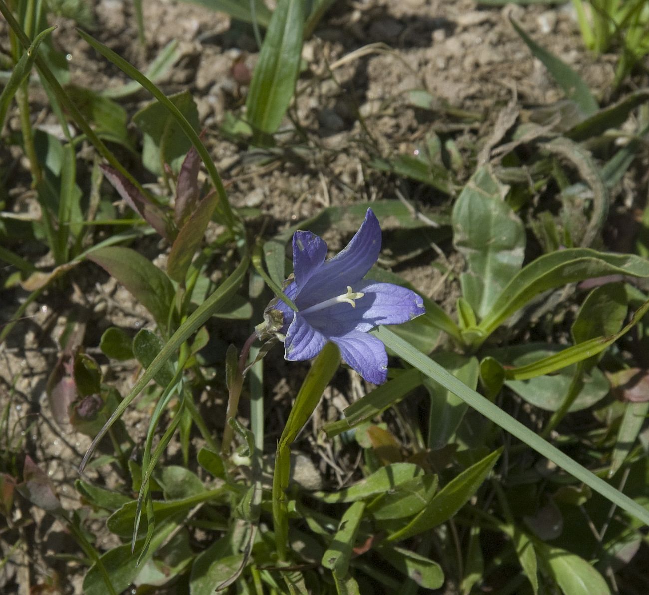 Изображение особи Campanula biebersteiniana.