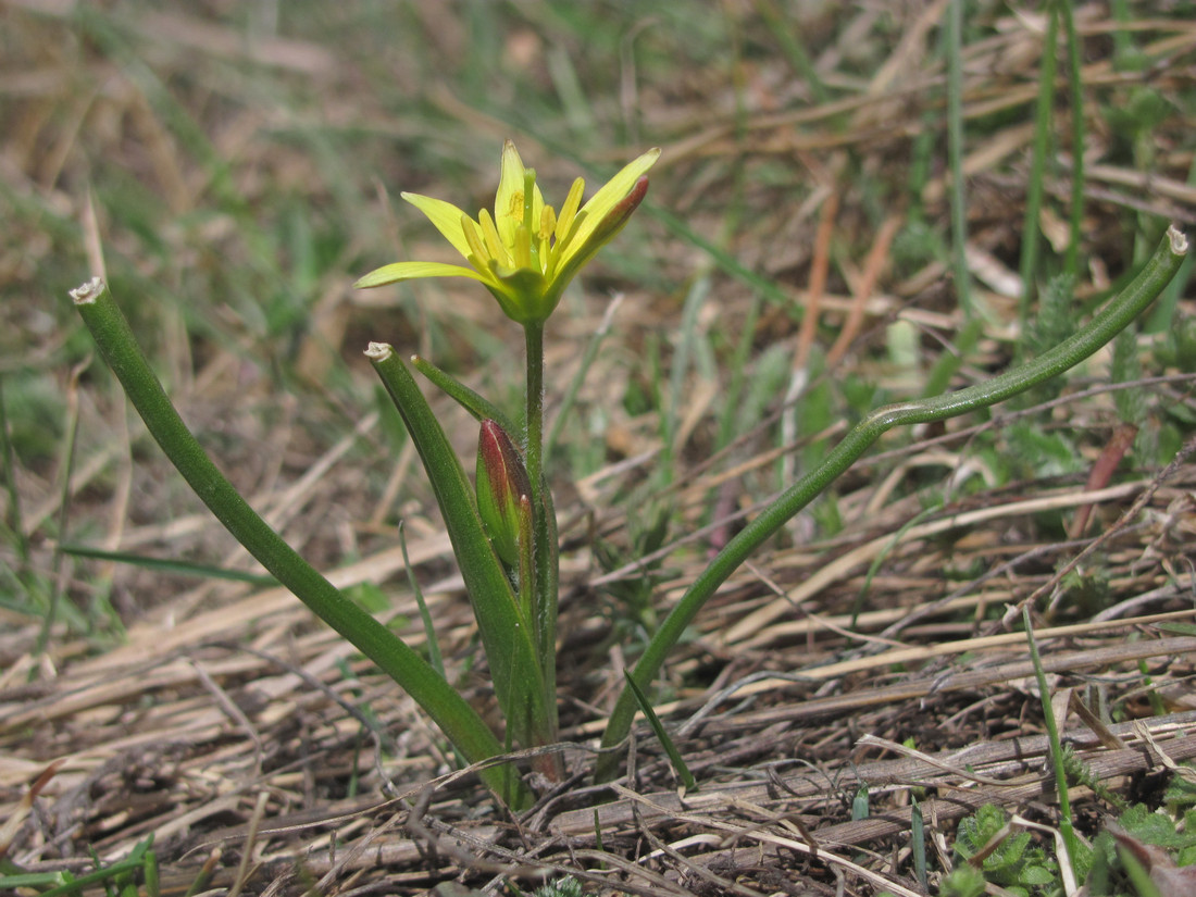 Изображение особи Gagea microfistulosa.