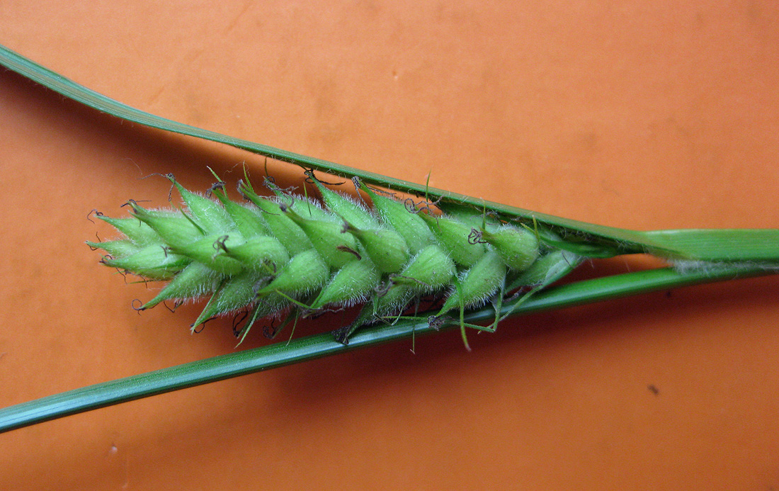 Image of Carex hirta specimen.