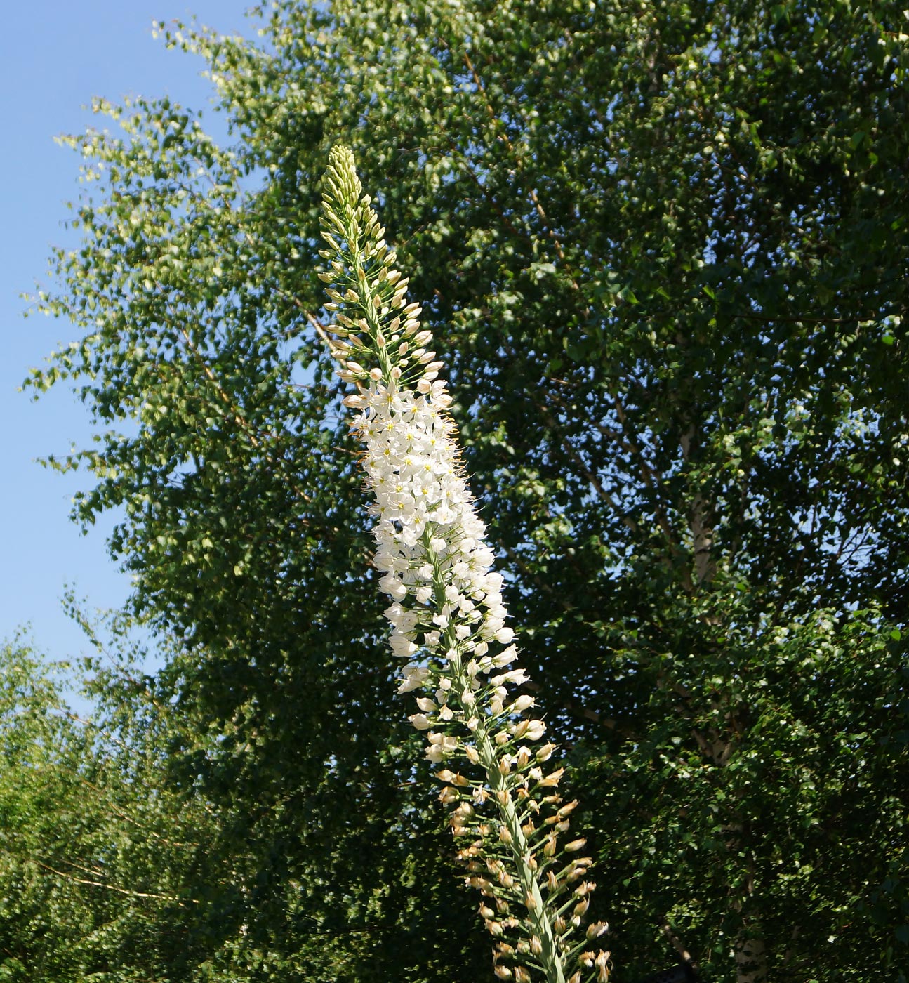 Изображение особи Eremurus robustus.