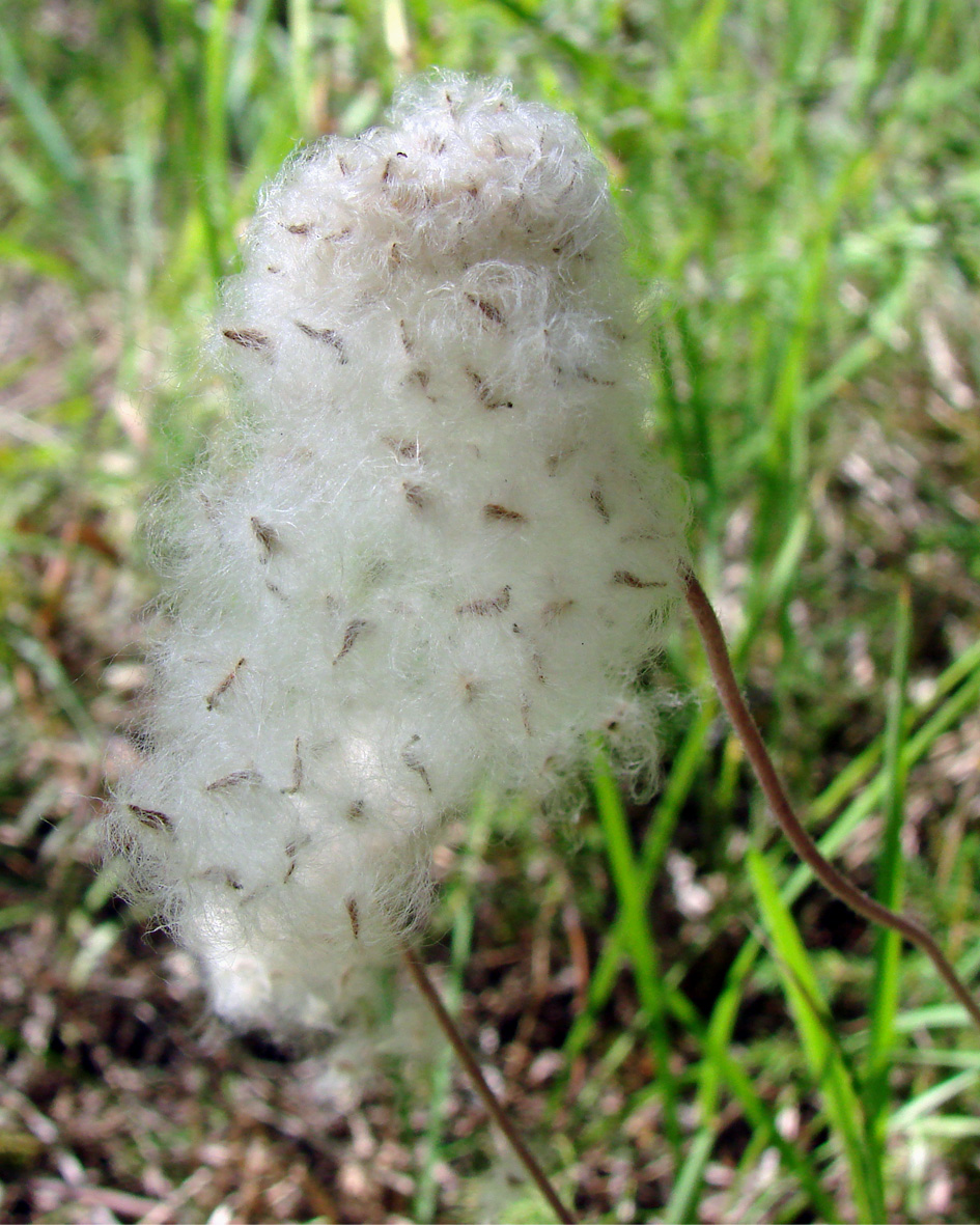 Изображение особи Anemone sylvestris.