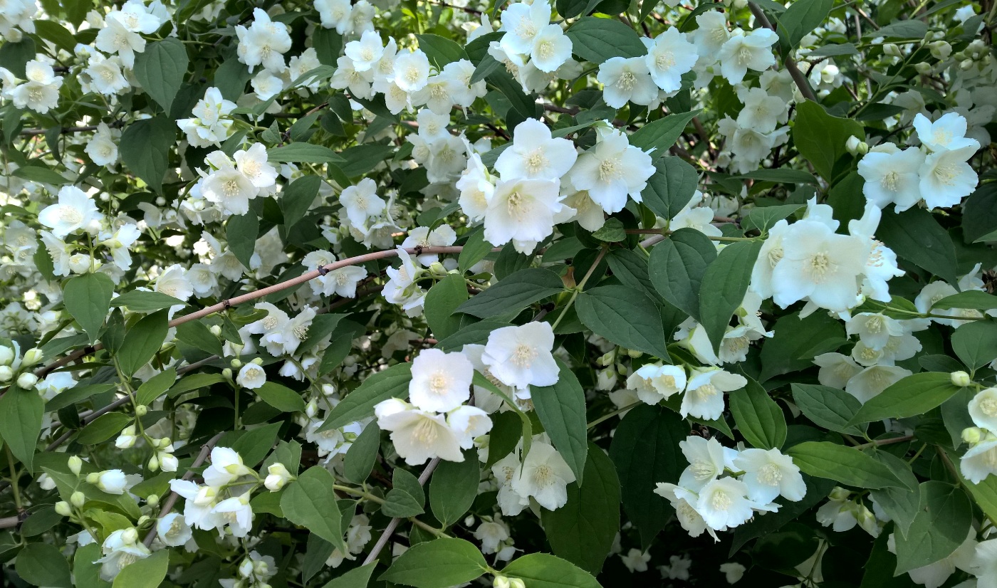 Изображение особи род Philadelphus.