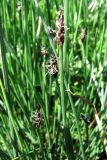 Eleocharis uniglumis