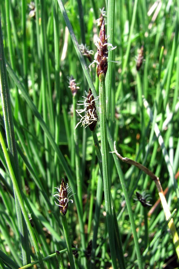 Image of Eleocharis uniglumis specimen.