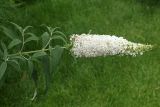 Buddleja davidii