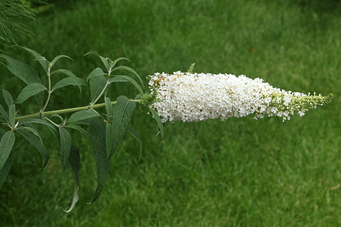 Изображение особи Buddleja davidii.